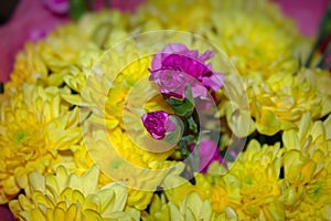 Yellow chrysanthemum mixed with pink carnation bouquet with selective focus on yellow and pink flower