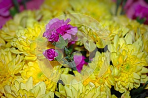 Yellow chrysanthemum mixed with pink carnation bouquet with selective focus on yellow and pink flower