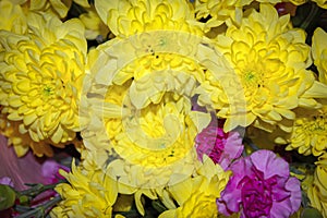 Yellow chrysanthemum mixed with pink carnation bouquet with selective focus on yellow and pink flower