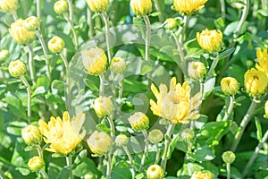 Yellow Chrysanthemum Mum Flowers and Buds