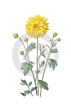 Yellow chrysanthemum with thin twigs and leaves