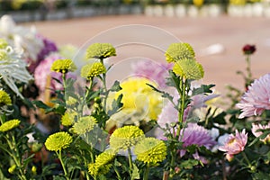 Yellow chrysanthemum in a variety of Chrysanthemum Exhibition