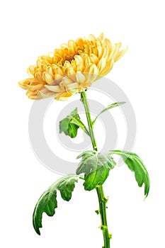 Yellow chrysanthemum on white background