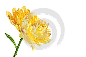 Yellow chrysanthemum on white background with copy space