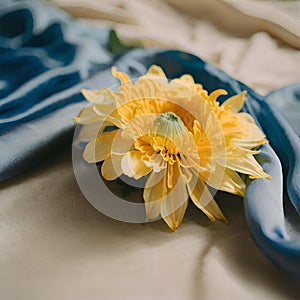 Yellow chrysanthemum on white and blue veil