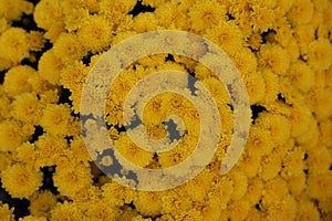 Yellow Chrysanthemum Ã— grandiflorum Plant Hybrid
