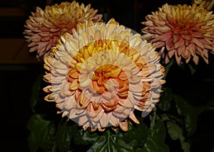 Yellow Chrysanthemums