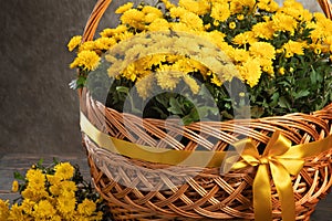 Yellow chrysanthemums in a basket and on a wooden table. rural still life