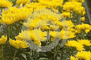 Yellow chrysanthemums blooming in the agricultural garden.