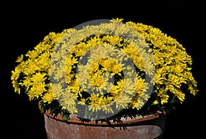 Yellow chrysanthemums in clay pot.