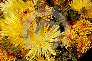 Yellow chrysanthemums flower background photo