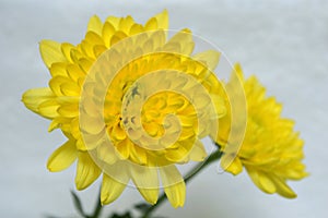 Yellow chrysanthemums flower, Chrysanthemum sp.