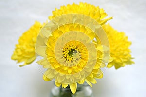 Yellow chrysanthemums flower, Chrysanthemum sp.