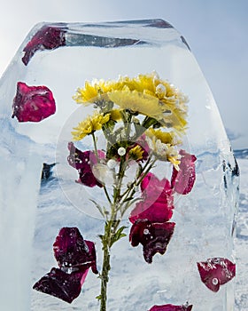 Yellow chrysanthemums frozen in ice, close-up. Background of yellow chrysanthemums in an ice cube with an air bubble.