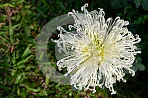 The yellow chrysanthemums with slender petals opened photo