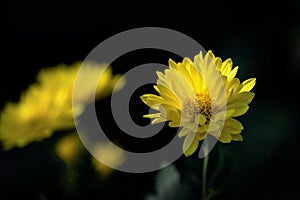 Yellow chrysanthemums are in the wild photo