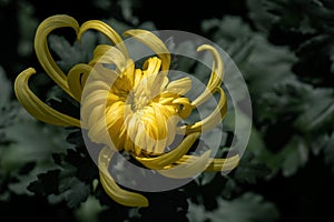 Yellow chrysanthemums are in the wild photo