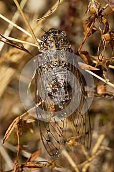 Yellow Cicada overview in dry vegetation - Cicada orni