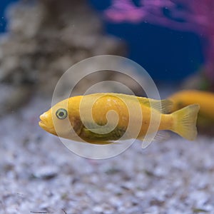 Yellow cichlid, aquarium fish close-up. Side view