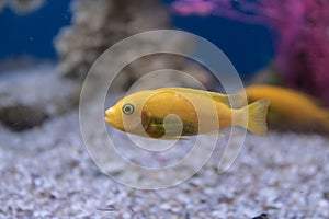 Yellow cichlid, aquarium fish close-up. Side view