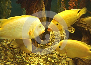 Yellow cichlid
