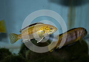 Yellow cichlid swimming in the tropical aquarium