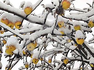 Yellow cider apples snow-covered in late November in detailed view