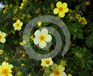 Yellow cinquefoil flowers. Close up photo in the daytime. photo