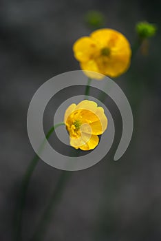 Yellow Cinquefoil Flowers with Dark Background