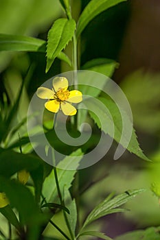 Yellow Cinquefoil (Potentilla) Flower photo