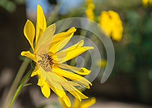 Yellow circular hairy sunflower Helianthus hirsutus with other blurred flowers in the background, yellow leaves with hairy stems