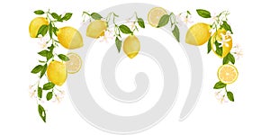 Yellow citrus fruit frame. Lemon, leaves and flowers. Tropical clip art illustration. Green background.