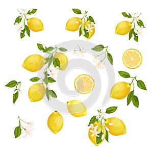 Yellow citrus fruit set. Lemon, leaves and flowers. Tropical clip art illustration. Green background.