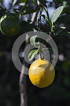 Yellow citrus lemon fruit and green leaves in garden. Citrus Limon grows on a tree branch, close up. Decorative citrus lemon house
