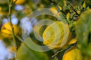 Yellow citrus lemon fruits and green leaves in the garden. Citrus lemon growing on a tree branch close-up.18