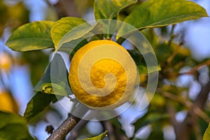 Yellow citrus lemon fruits and green leaves in the garden. Citrus lemon growing on a tree branch close-up. 2