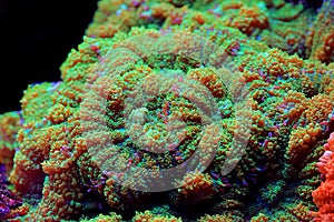 Yellow Claw Rhodactis Mushroom soft coral - Rhodactis inchoata photo
