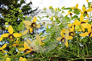 Yellow Clematis blooming at Moose Jaw Garden photo