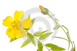 Yellow clematis flower cutout