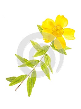 Yellow clematis flower cutout