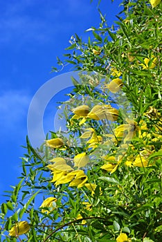 Yellow clematis flowers over blue sky