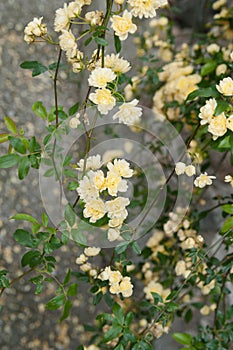 Yellow climbing rose floribunda flowers
