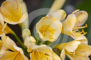 A Yellow Clivia flower growing in a domestic garden