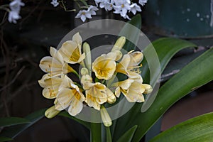 A Yellow Clivia flower growing in a domestic garden