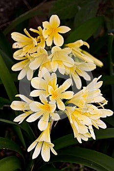 Yellow Clivia Miniata in flower photo