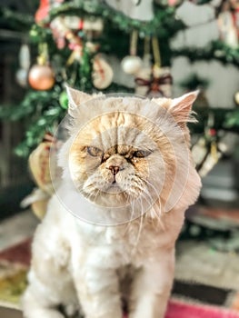 Yellow clor of persian cat is front of the christmas tree