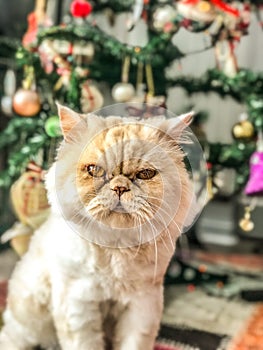 Yellow clor of persian cat is front of the christmas tree photo