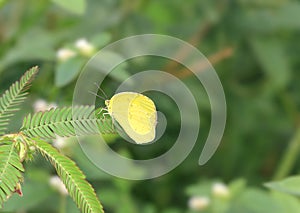 Yellow Clouded Sulphur Butterfly