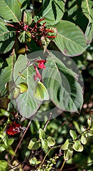 Yellow Cloudless sulfurs butterfly Phoebis sennae on a red flower