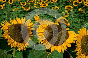 yellow clouse up sunflowers on  sunflower field-UK